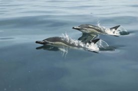 Barbara Todd - Common Dolphin pair surfacing, Kaikoura, New Zealand