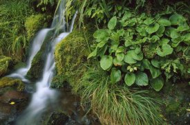 Shaun Barnett - Waterfall, Egmont National Park, Taranaki, New Zealand