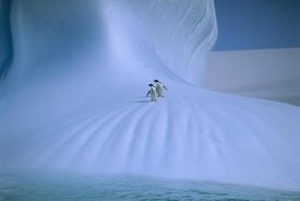 Peter Sinden - Adelie Penguin pair on iceberg, Antarctica