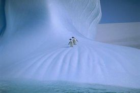 Peter Sinden - Adelie Penguin pair on iceberg, Antarctica