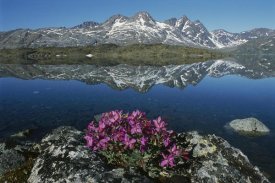 Grant Dixon - Dwarf Fireweed with mountains, Ammassalik, Greenland