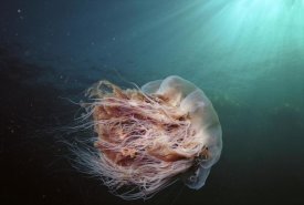 Hiroya Minakuchi - Lion's Mane jellyfish Johnstone Strait, British Columbia, Canada