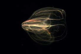 Hiroya Minakuchi - Comb Jelly exhibiting bioluminescence