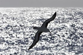 Hiroya Minakuchi - Black-browed Albatross soaring, Drake Passage, Antarctica