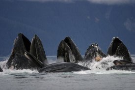 Hiroya Minakuchi - Humpback Whale pod bubble net feeding, southeast Alaska
