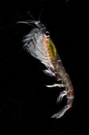 Hiroya Minakuchi - Antarctic Krill , Antarctica