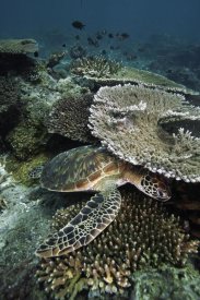 Hiroya Minakuchi - Green Sea Turtle on coral reef, Sipadan Island, Celebes Sea, Borneo