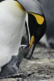 Hiroya Minakuchi - King Penguin feeding a chick, Falkland Islands