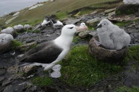 Hiroya Minakuchi - Black-browed Albatross parent with chick on nest, Falkland Islands