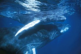 Hiroya Minakuchi - Humpback Whale and calf in breeding grounds, Silver Bank, Dominican Republic