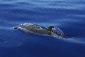 Hiroya Minakuchi - Pantropical Spotted Dolphin surfacing, Ogasawara Island, Japan