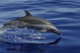 Hiroya Minakuchi - Pantropical Spotted Dolphin porpoising, Ogasawara Island, Japan