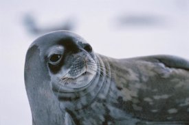 Hiroya Minakuchi - Weddell Seal portrait, Antarctic Peninsula, Antarctica