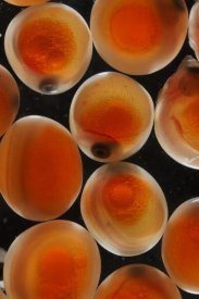 Hiroya Minakuchi - Chum Salmon eggs, native to the Pacific Ocean