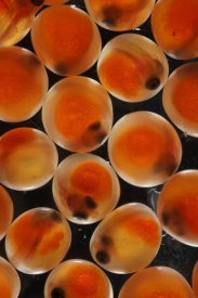 Hiroya Minakuchi - Chum Salmon eggs, native to the Pacific Ocean