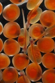 Hiroya Minakuchi - Chum Salmon eggs and alevins, native to the Pacific Ocean