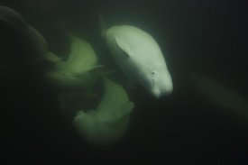Hiroya Minakuchi - Beluga trio swimming, Churchill, Manitoba, Hudson Bay, Canada