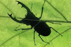 Jan Vermeer - Stag Beetle silhouette of male stag beetle on leaf, Europe