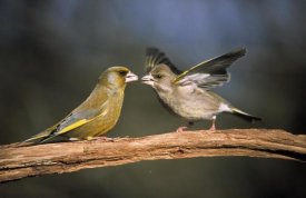 Duncan Usher - European Greenfinch male and female, Europe