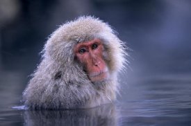 Ingo Arndt - Japanese Macaque adult soaking in hot springs, Japan
