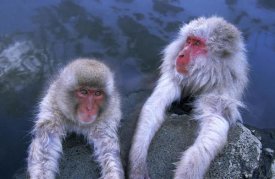 Ingo Arndt - Japanese Macaque adult and young soaking in hot springs, Japan