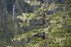 Konrad Wothe - Spruce covered with bearded lichens, Mitkof Island, southeast Alaska