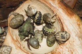 Konrad Wothe - Hermit Crab group eating coconut, India