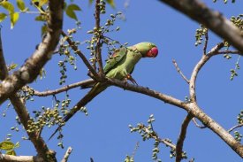 Konrad Wothe - Alexandrine Parakeet , India