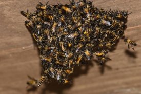 Konrad Wothe - Bee group swarming on wooden ceiling, India