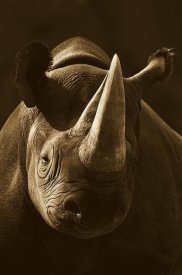San Diego Zoo - Black Rhinoceros portrait, native to Africa - Sepia