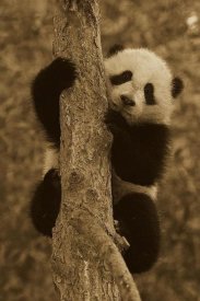 San Diego Zoo - Giant Panda cub in tree, native to China - Sepia