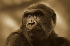 San Diego Zoo - Western Lowland Gorilla portrait, native to Africa - Sepia