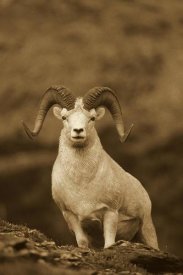 Michael Quinton - Dall's Sheep ram on rock outcrop, Alaska - Sepia