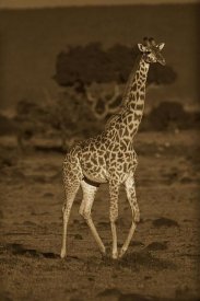 Tim Fitzharris - Giraffe portrait, Kenya - Sepia