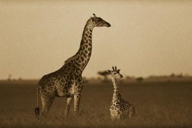 Tim Fitzharris - Giraffe adult and foal on savanna, Kenya - Sepia