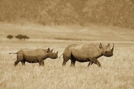 Konrad Wothe - Black Rhinoceros and calf crossing savannah, Ngorongoro Crater, Tanzania - Sepia