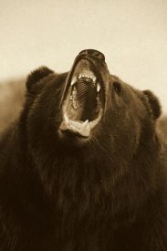 Konrad Wothe - Grizzly Bear close up of growling face - Sepia