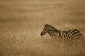 Gerry Ellis - Burchell's Zebra in savannah grass, Masai Mara National Reserve, Kenya - Sepia