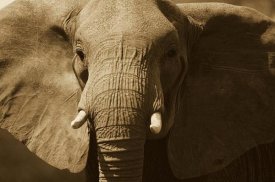 Gerry Ellis - African Elephant close up, Amboseli National Park, Kenya - Sepia
