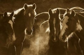 Pete Oxford - Horse herd at annual round-up, backlit, Ecuador - Sepia
