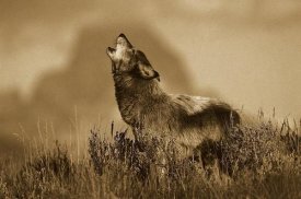 Tom Vezo - Timber Wolf adult howling, Teton Valley, Idaho - Sepia