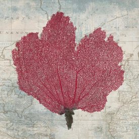 Ted Broome - Fan Coral