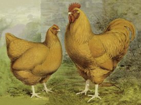 Lewis Wright - Chickens: Buff Orpingtons