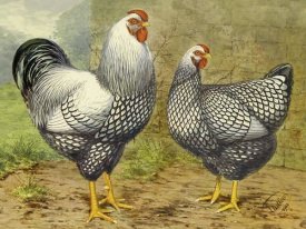 Lewis Wright - Chickens: Silver Laced Wyandottes