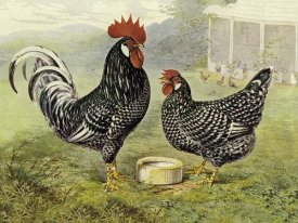Lewis Wright - Chickens: Anconas