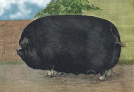 Advertisement - Pigs and Pork: Champion Sow