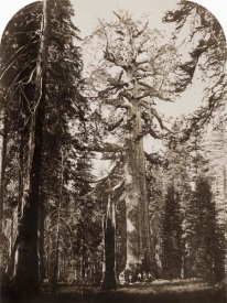 Carleton Watkins - Grizzly Giant - 33 ft. diam. -  Mariposa Grove, Yosemite, California, 1861