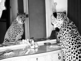 Emma Rian - Cheetah looking in mirror