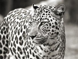 Claudia Lothering - Portrait of leopard, South Africa