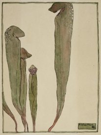 Hannah Borger Overbeck - Pitcher Plant